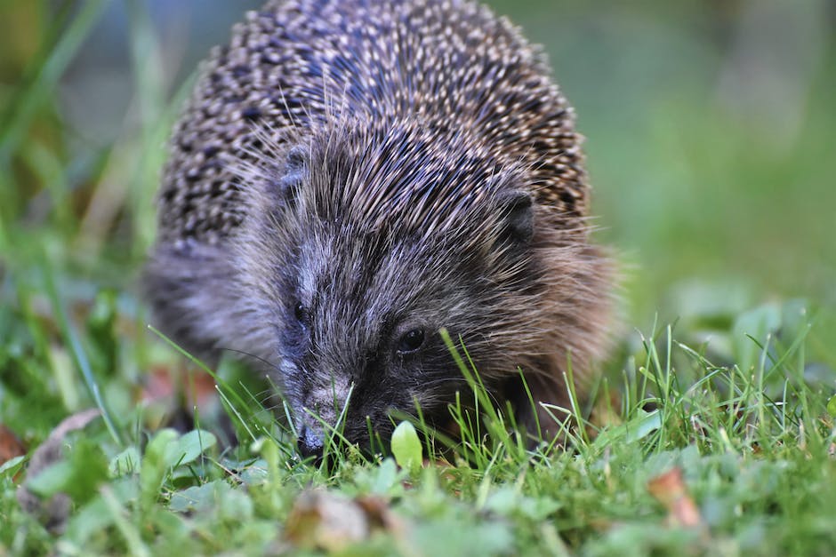 Igel beziehen Winterquartier