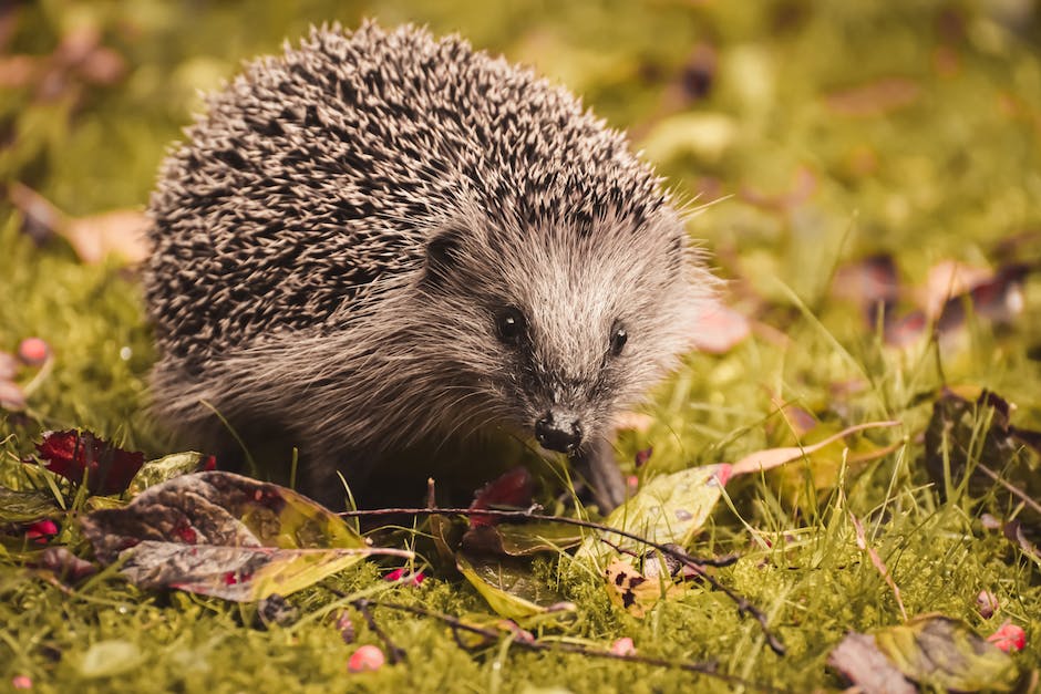 Igel beziehen Winterquartier