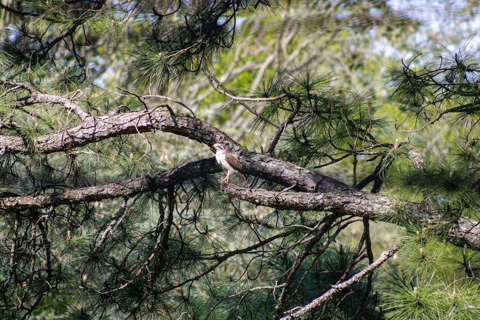 Vögel beziehen Nistkästen in der Brutzeit